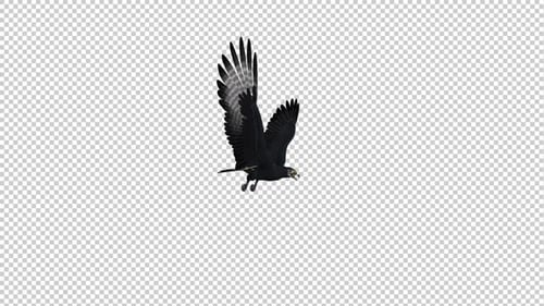 African Eagle - Gleitschleife und fliegende Schleife - Seitenwinkel