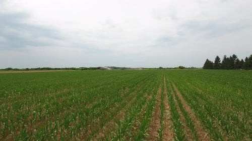 Young Corn Field