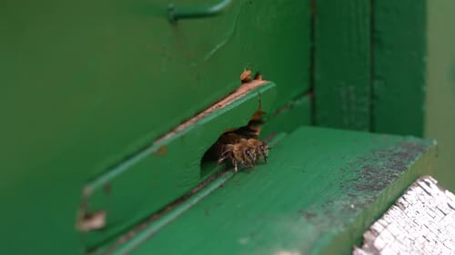 Beehive 11