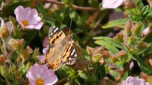 Macro close up of a painted lady butterfly feeding on nectar and pollinating pink flowers then flyin