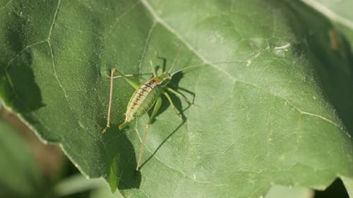 Große grüne Buschkricket Tettigonia viridissima Nahaufnahme 4K-Aufnahmen