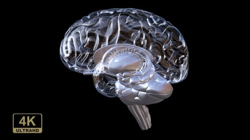 L'intérieur du cerveau