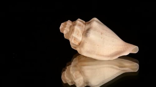 Petit coquillage marin isolé sur fond noir, rotation, réflexion
