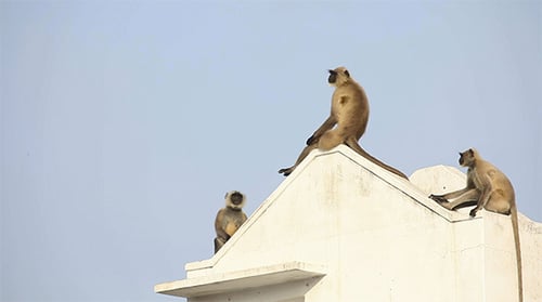 Langurs