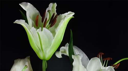 White Lily