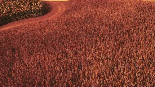 Gold Wheat Field at Sunset Landscape