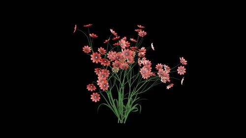 Natural Red Flowers Blooming Plant Growth Animation