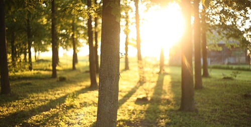 Sunrise In The Forest