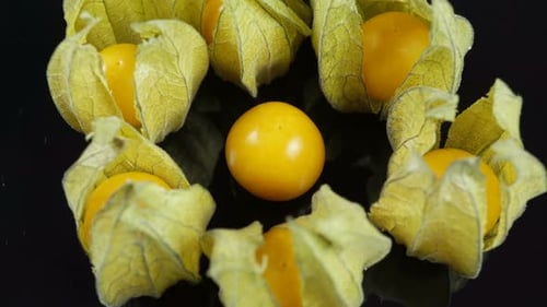 Physalis Beerenpflanze mit Blumen in Form von Laternen.
