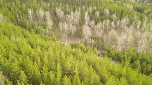 Nature Forest