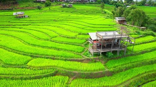 Drone sobrevoando um campo de terraços de arroz verde na zona rural