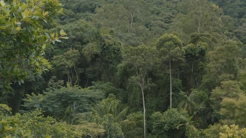Drone Aerial video Flying in the middle of the forest with river