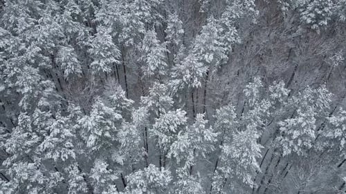 Aerial View of Winter Forest with Snow Covered Trees