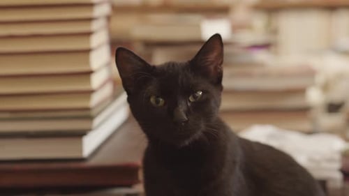 Cute Black Cat Posing Near Stack of Books