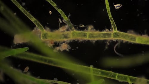 Microscopic annelid and rotifer move about among aquatic plants.