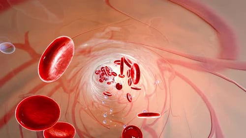 Animated Red Blood Cells and Bubbles Flowing in a Vessel