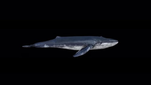 Realistic Blue Whale Swimming Animation for Wildlife Projects