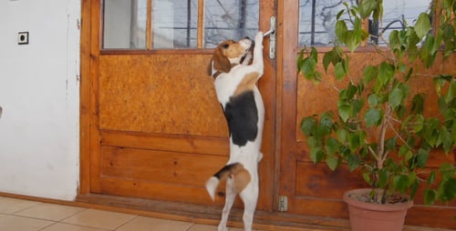 Beagle Paws at Door