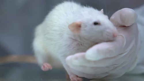 Veterinary Examining White Rat in Clinic, Domestic Animals Healthcare, Pets