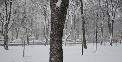Snow Falling in an Urban Park in Winter