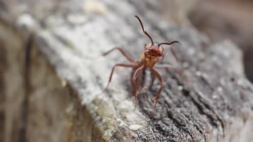 Ant Standing on a Weathered Tree Stump