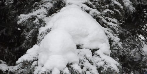 Blizzard 47