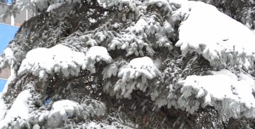 Blizzard 59