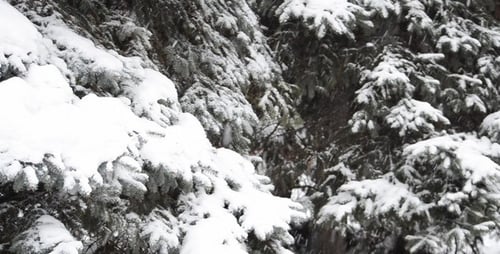 Snowy Evergreen Trees in a Peaceful Winter Scene