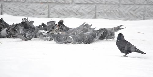 Pigeons 56