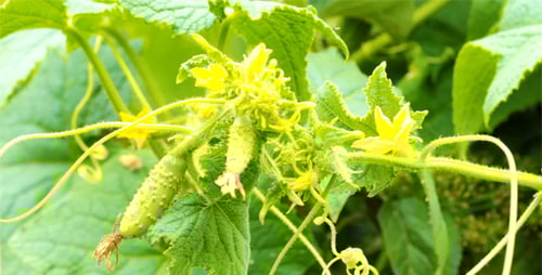 Cucumber Plant Growing in Rural Garden