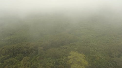 Regenwald im Nebel
