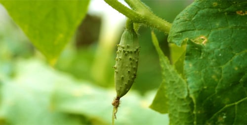 Cucumber
