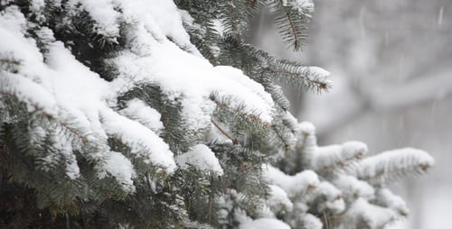 Snow Covered Evergreen Branches During Winter Snowfall