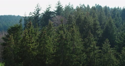 Vue aérienne d'une forêt du sud de l'Allemagne. Caméras autour du groupe d'arbres au premier plan. outdo