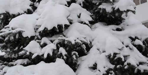 Blizzard 85