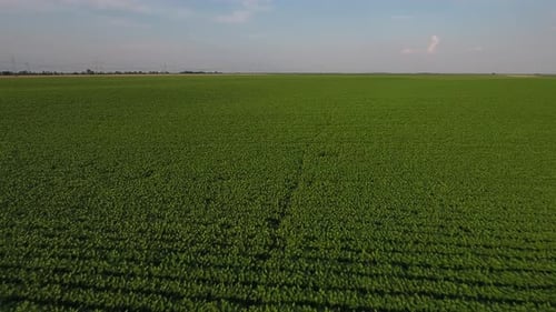 Soy Field