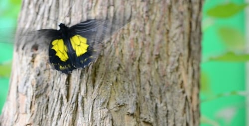 Butterflies 4