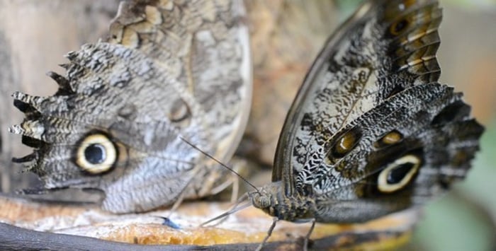 Detailed Close-Up of Butterfly Wing, Nature Stock Footage ft. butterfly ...
