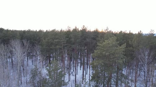 In The Winter Forest At Sunset