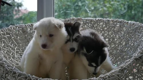 Three Adorable Husky Puppies in a Woven Basket
