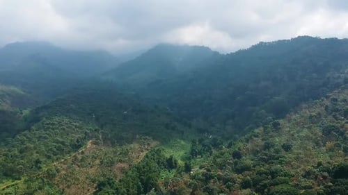 Vista aérea da floresta