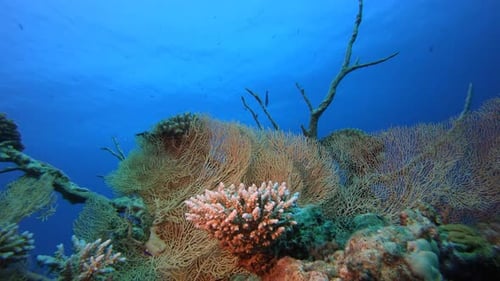 Colorful Coral Reef Under the Ocean