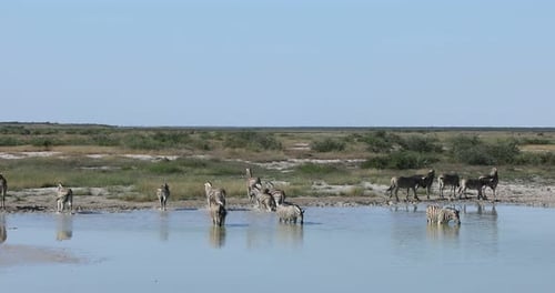 Zebra in Etosha Namibia wildlife safari