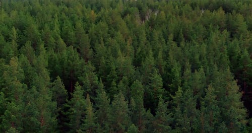 Drone Flies Over a Dense Coniferous Forest Green and Fluffy Treetops