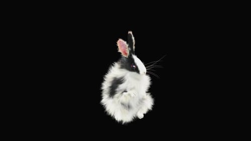 Rabbit Dancing HD
