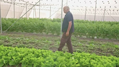 Adult Man Walking Through Greenhouse Inspecting Crops