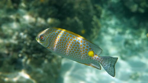 Unterwasservideo der Siganus Guttatus-Schule des Goldenen Kaninchenfisches im Korallenriff