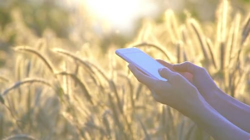 Hands Using Smartphone in Golden Grass Field at Sunset
