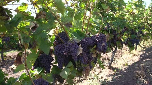 Le vignoble au moment de la récolte