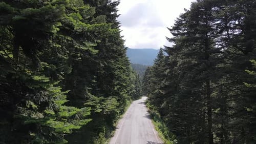 Road Green Forest